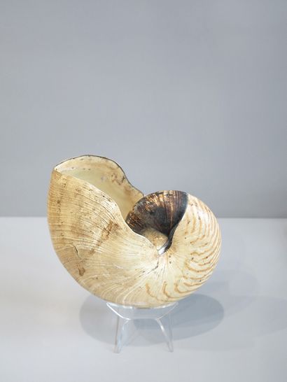 Zebra snail, forward-curled, spiral-shaped...