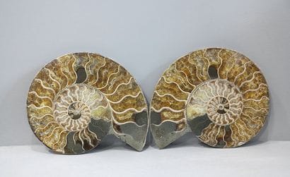 Paire d'Ammonites tranchées, cleoniceras

Madagascar,...