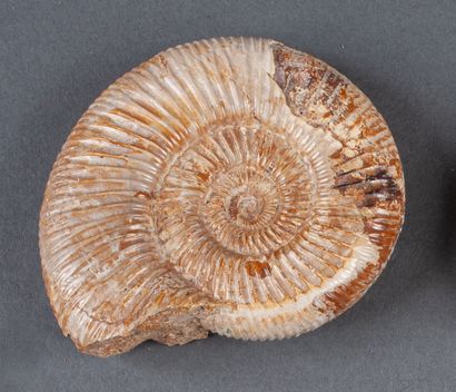 Small beige ammonite in the natural calcified....