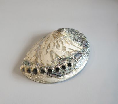 Abalone, iridescent blue mother of pearl...