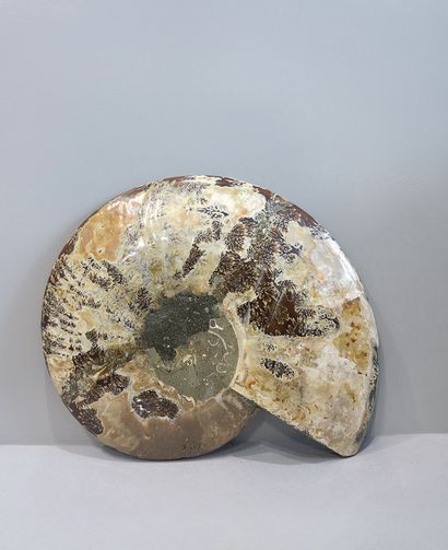Grande ammonite tranchée, cleoniceras

Madagascar,...