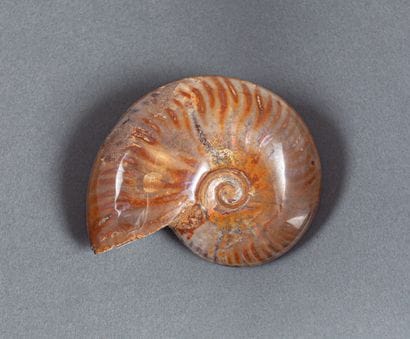 Ammonite entière calcifiée non coupée et...