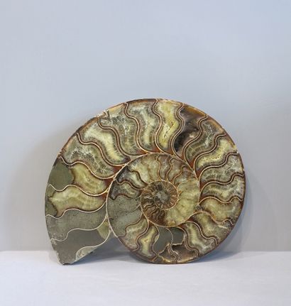 Grande ammonite tranchée, cleoniceras

Madagascar,...