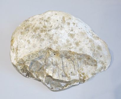 Tranche de Septeria



Madagascar, ère j...