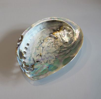 Abalone, iridescent blue mother of pearl...