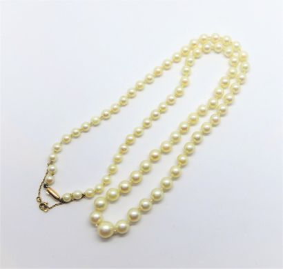 COLLIER de perles de culture Akoya, en chute,...