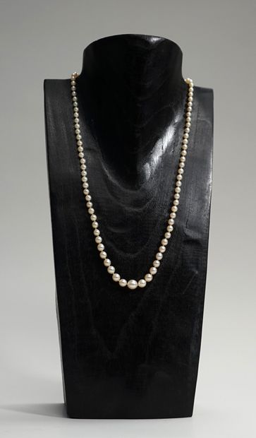 COLLIER de perles de culture en chute, le...