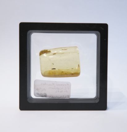 Bloc d'ambre jaune pâle inclus de fourmi...