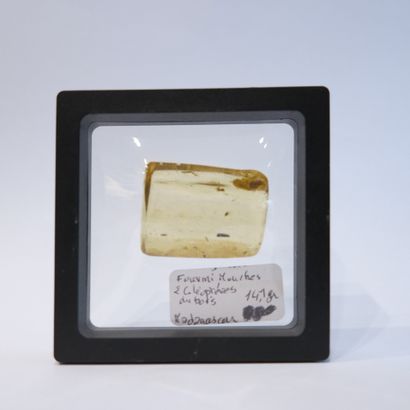 Bloc d'ambre jaune pâle inclus de fourmi...