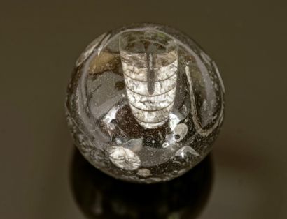Sphere with orthoceras fossils (600MA). D:...