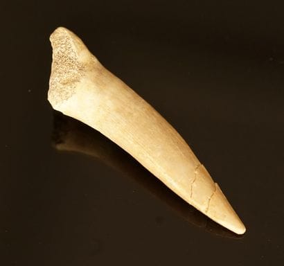 Tooth of sawfish 