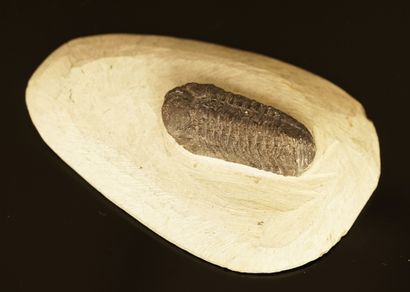 Devonian trilobite (400/3500MA) freed from...