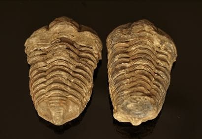 Two calymer trilobites. Upper Paleozoic....