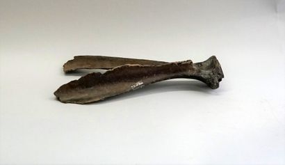 Omoplate d'Equus caballus du Pléistocène...