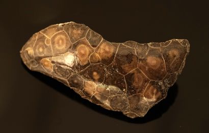 Fragment of coral fossil hexagonaria. L:...