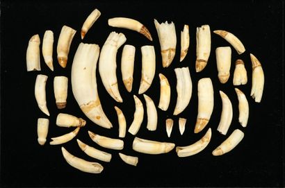 Lot composed of teeth of Solutrean horse...