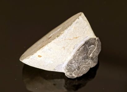 Devonian trilobite (400/3500MA) in curved...