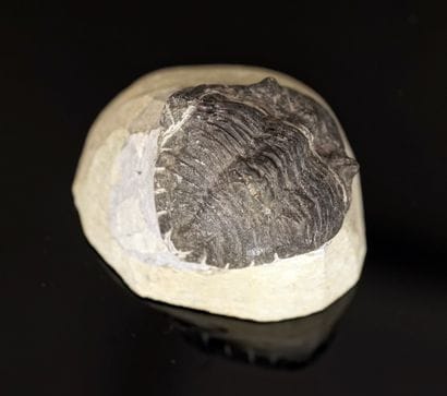 Devonian trilobite (400/3500MA) in curved...