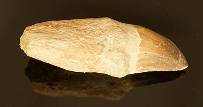 Tooth of Mosasaurus cleared Maestrichtian...