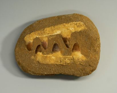 Two fragmentary jaws of a Mesozoic (Cretaceous)...
