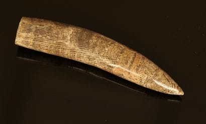 Fossilized tooth in stone. Undetermined period....