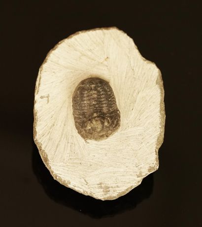 Devonian trilobite (400/3500MA) freed from...