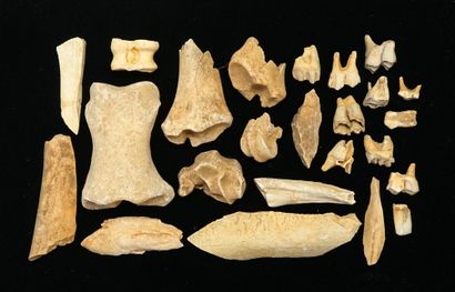 Lot composed of horse bones from the Solutrean...