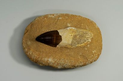 Superb Mosasaur tooth embedded in its Maestrichtian...