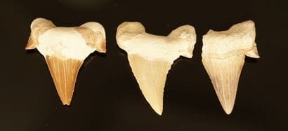 Lot of three fossilized shark teeth (60MA)....
