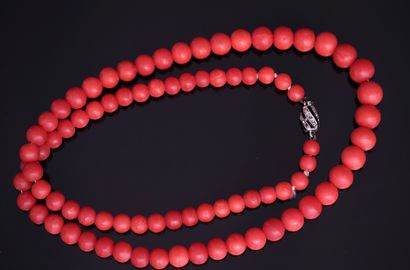 NECKLACE composed of smooth coral beads in...