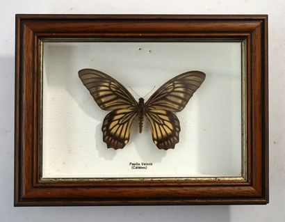 Papillon sous boite Papilio Veiovis, Célèbes...