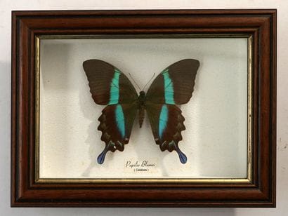 Papillon sous boite Papilio Blumei, Célèbes...