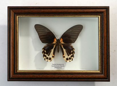 Papillon sous boite Papilio Rumanzovia femelle...
