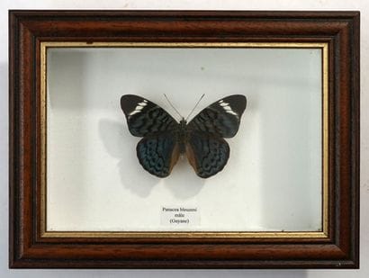 Papillon sous boite Panacea bleuzeni , Guyane...