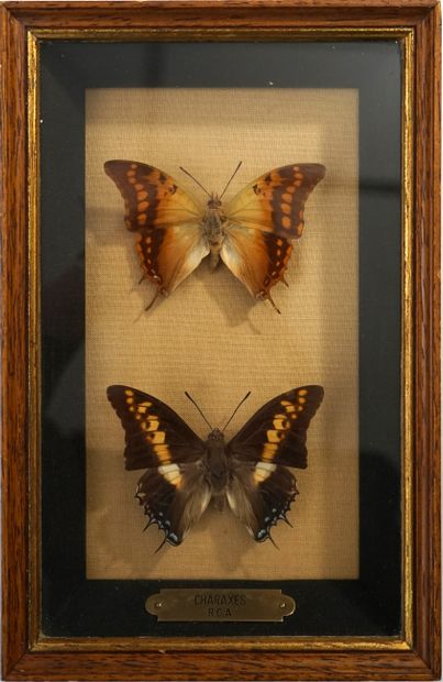 Deux papillons sous boite Charaxes Afrique,...