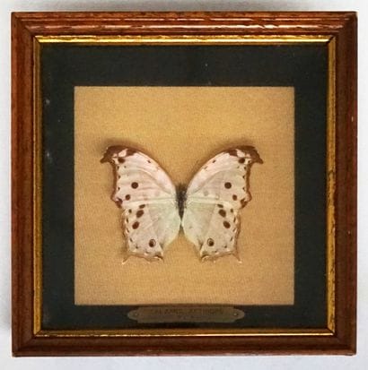 Papillon sous boite Salamis Aethiops, Afrique,...