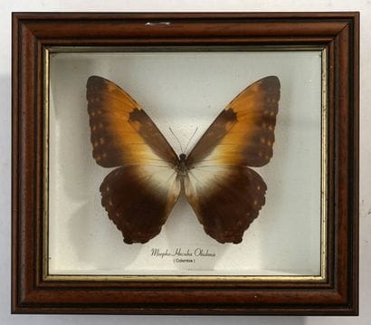 Papillon sous boite Morpho Hecuba Obidona,...