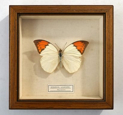 Papillon sous boite Hebomoya Leucippe, Malaisie...