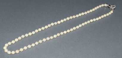 COLLIER chocker de perles AKOYA (D: 5.5mm),...