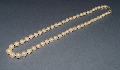 COLLAR OF FALLING CULTURAL PEARLS, D: 5/5.5...