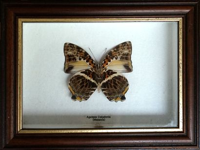 Papillon sous boite Agatasa Calydonia. Malaisie...