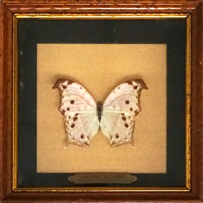 Papillon sous boite Salamis Aethiops, Afrique,...