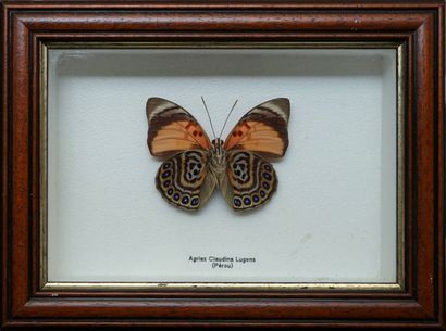 Papillon sous boite Agrias Claudina Lugens....