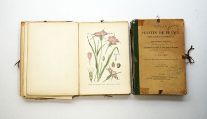 Amédée MASCLEF - Atlas of useful, harmful...