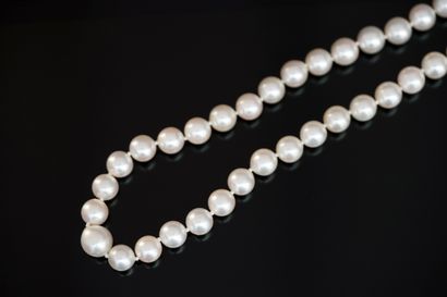 CHOKER COLLAR of white cultured pearls (D:...