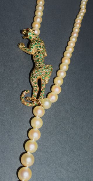COLLAR of falling Akoya pearls, diameter...