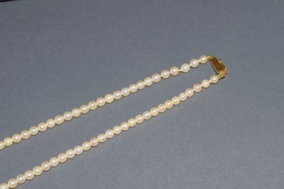CHOKER COLLAR of sea water cultured pearls....