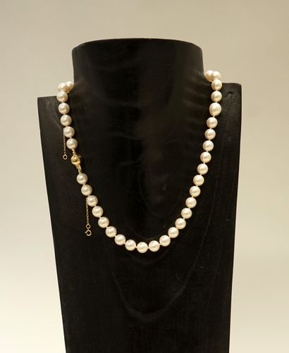 CHOKER COLLAR of white cultured pearls (D:...