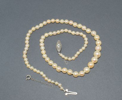AKOYA PEARL COLLAR, sea water cultured pearls,...