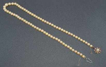 COLLAR of falling Akoya sea water cultured...